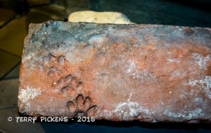 Absalons Castle Ruins cat prints