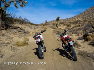 Calico 11-30-2008-20