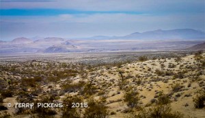 Calico 11-30-2008-31