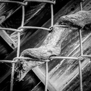 Branch curling around a chain link fence