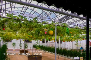 Living with the Land Greenhouse Ride