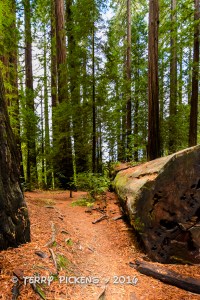 Trail along Avenue of the Giants