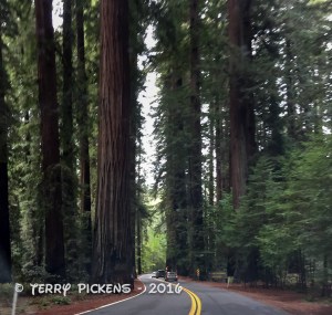 The Avenue of the Giants