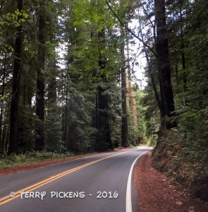 The Avenue of the Giants